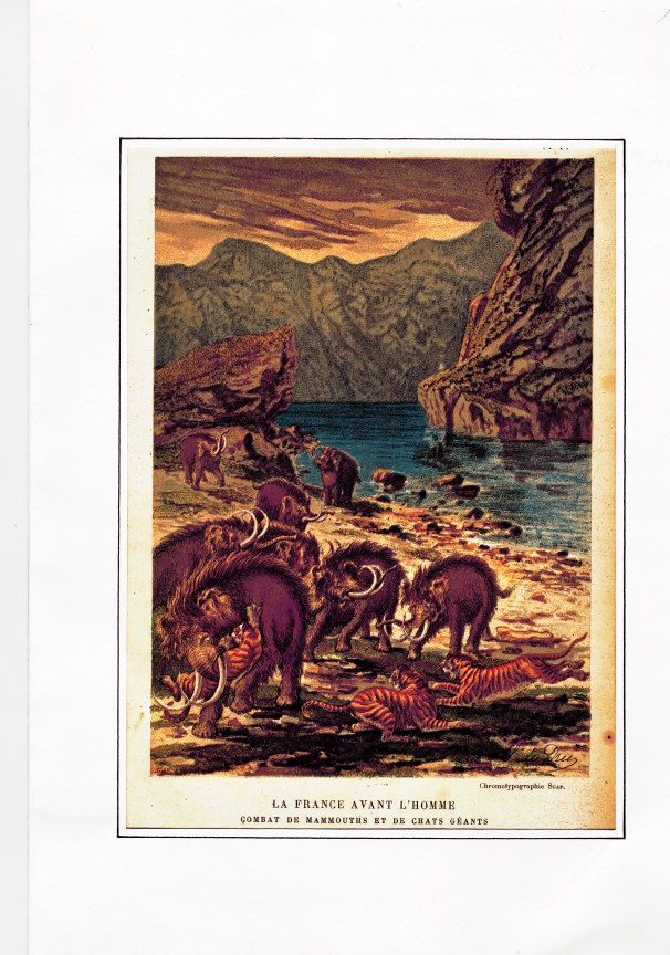 tigrar i frankrike23012015_0000 (2)