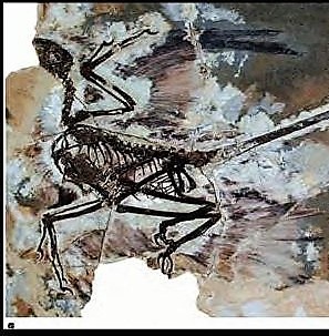 microraptor13